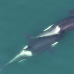 062325 EG orca main