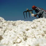 192525 CottonphotoAFP 1383504222 600x450.webp