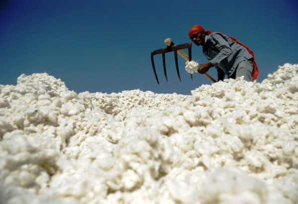 192525 CottonphotoAFP 1383504222