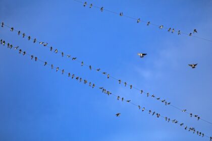 Beyond Bluesky: These are the apps building social experiences on the AT Protocol