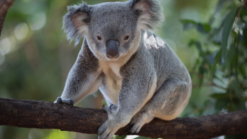 Koala