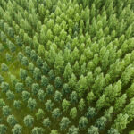 Rethinking Corporate FX Hedging Seeing Forest the Trees