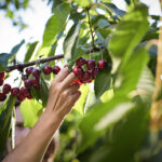 cherry picking