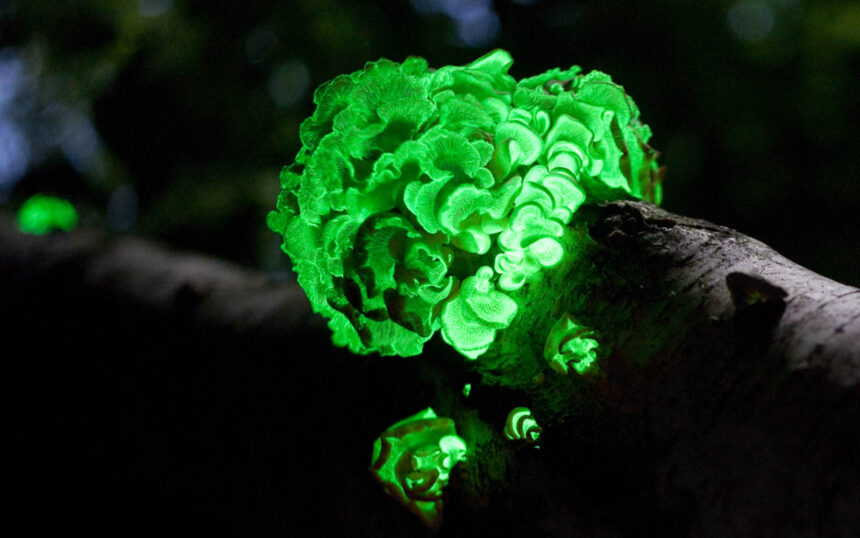 materiales innovadores bioluminiscencia 1