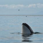 southern resident killer whale j41 with kelp in mouth