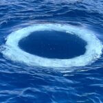 whale bubble ring video still figure 2g molly gaughan