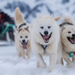 070925 JB sleddogs