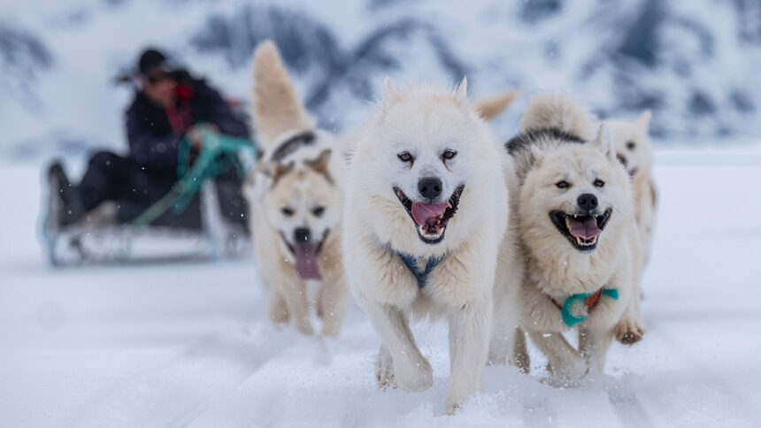 070925 JB sleddogs