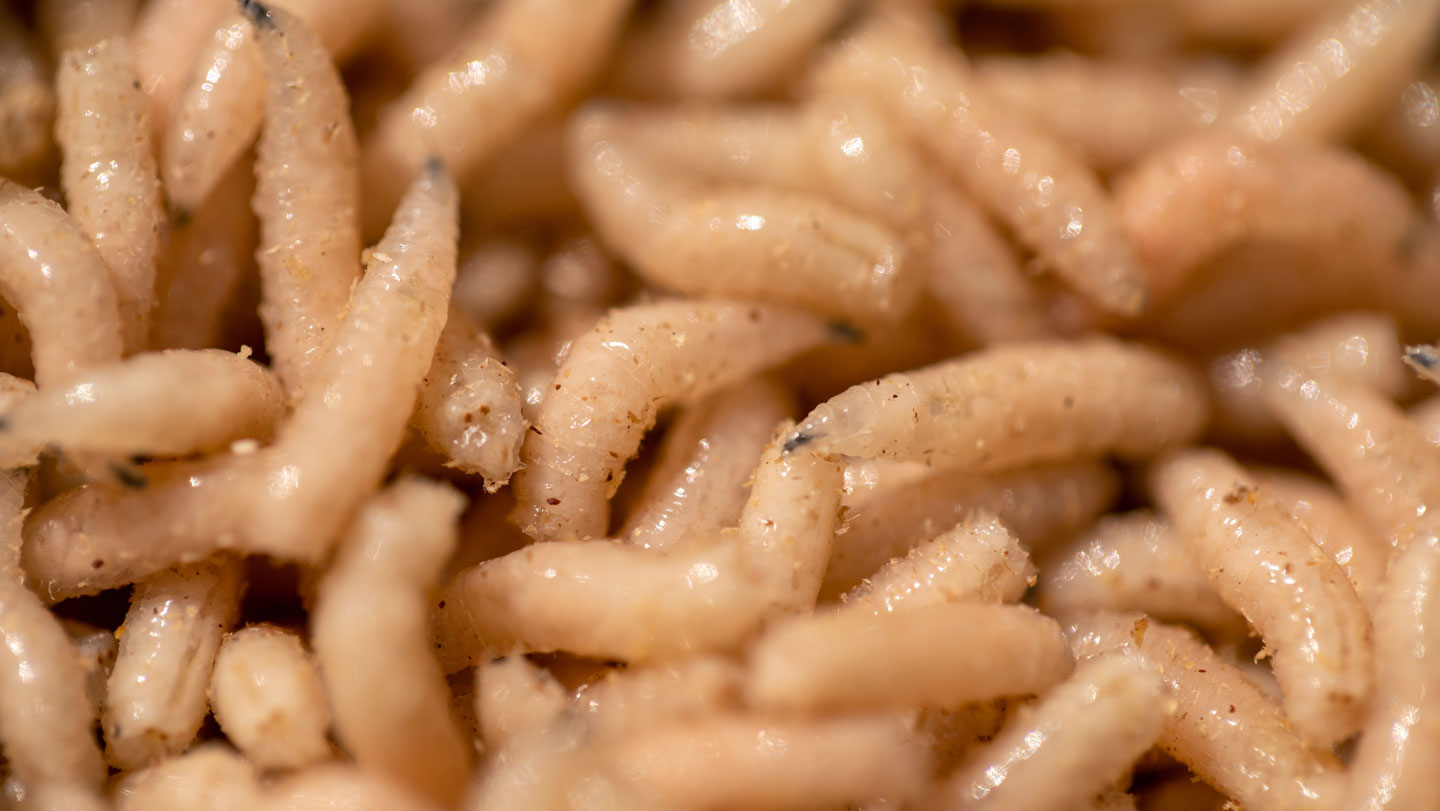 072525 SCA maggots