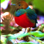 A Natural Capital Approach to Sustainable Investing A Tribute to Pitta