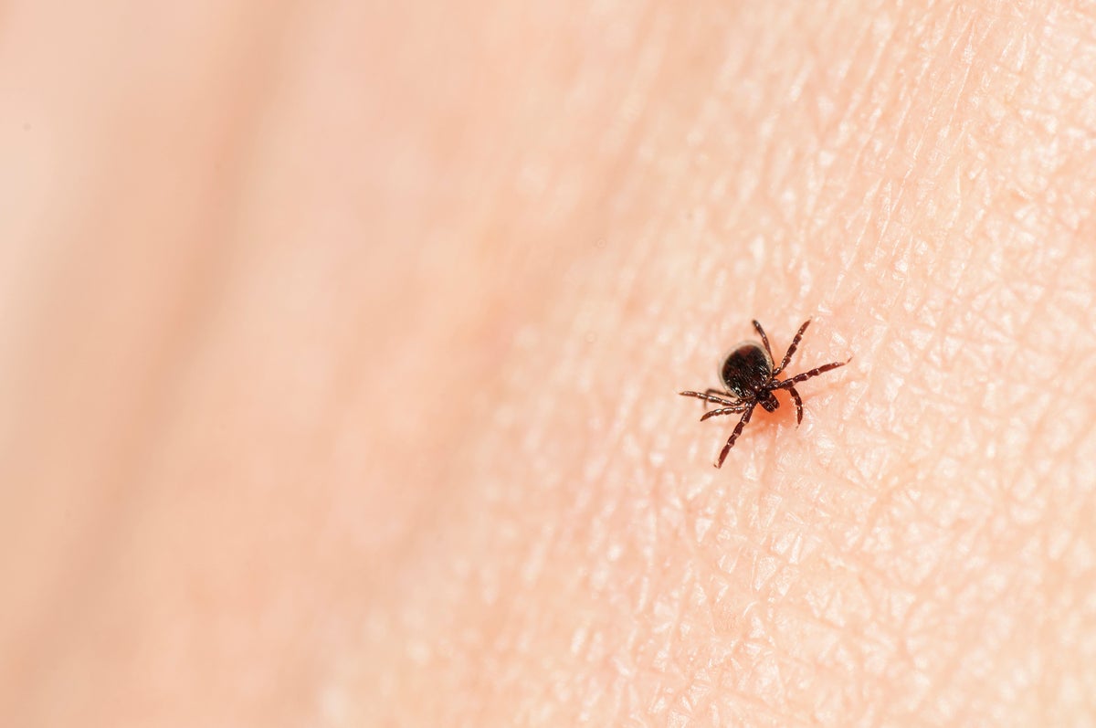 Black legged tick