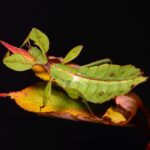 Phyllium Philippinicum