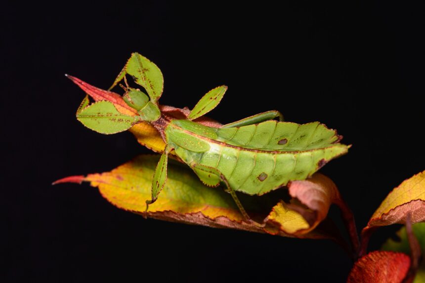 Phyllium Philippinicum