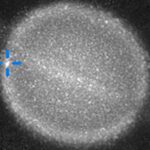 SEI 258172958