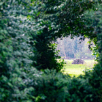 Where the Hedge Bonds and Portfolio Protection