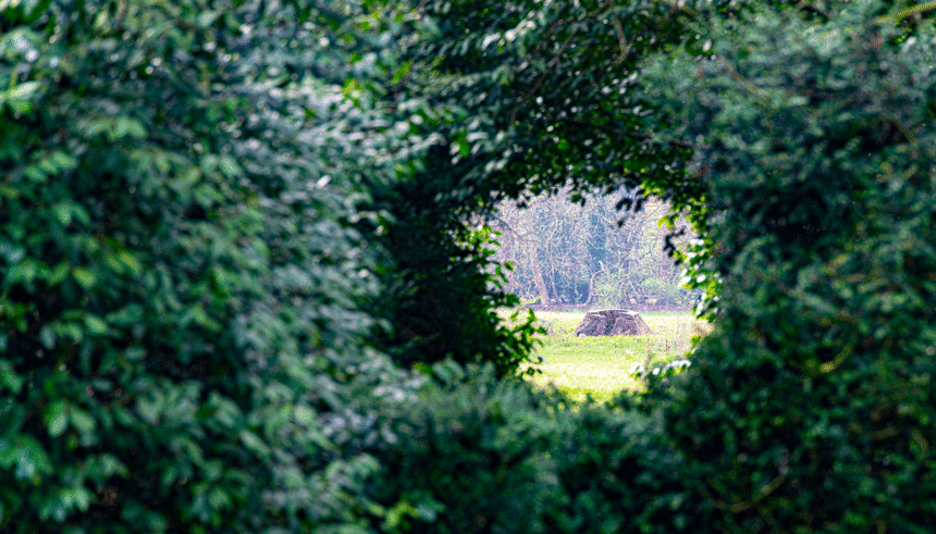 Where the Hedge Bonds and Portfolio Protection