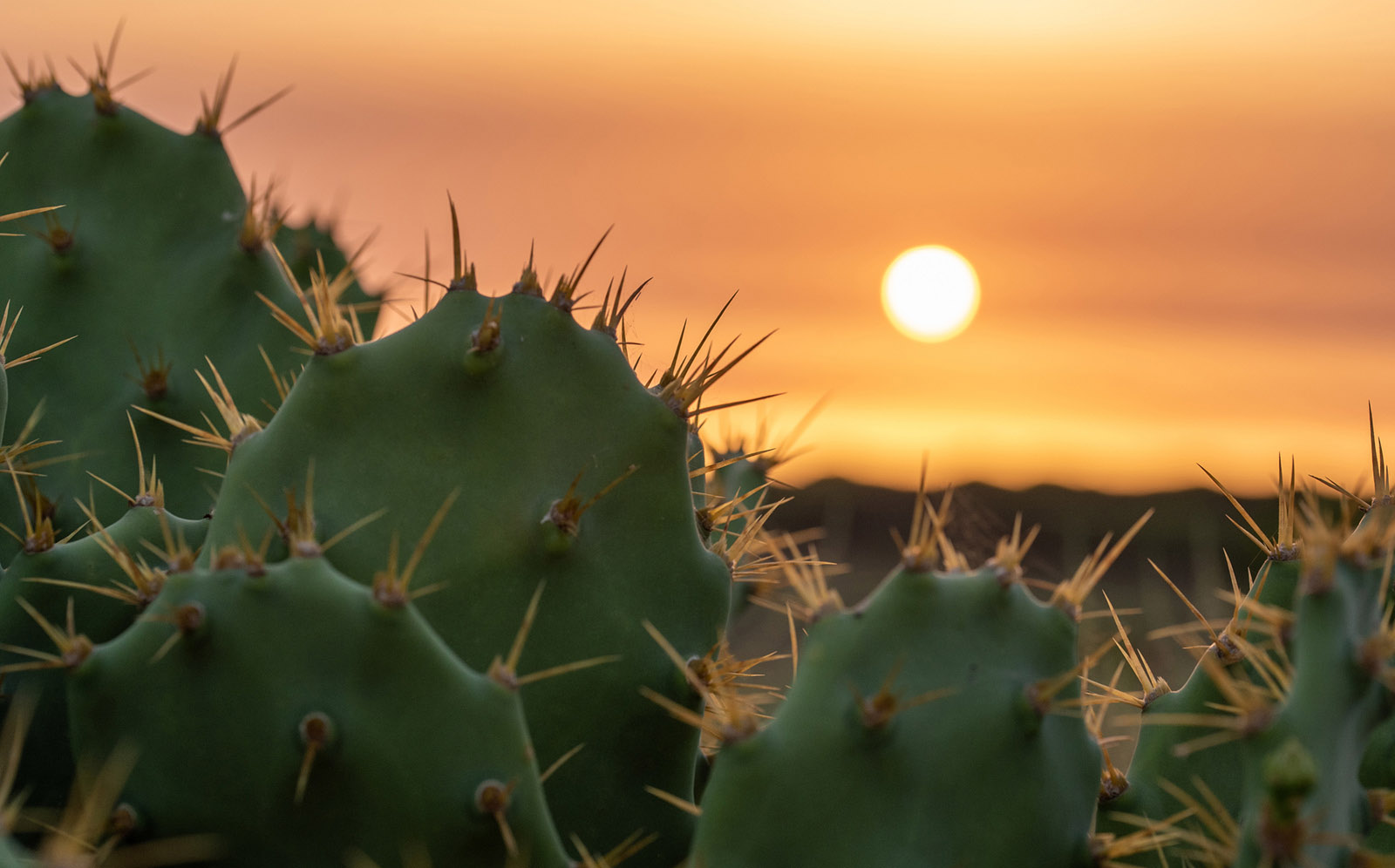 cactus header