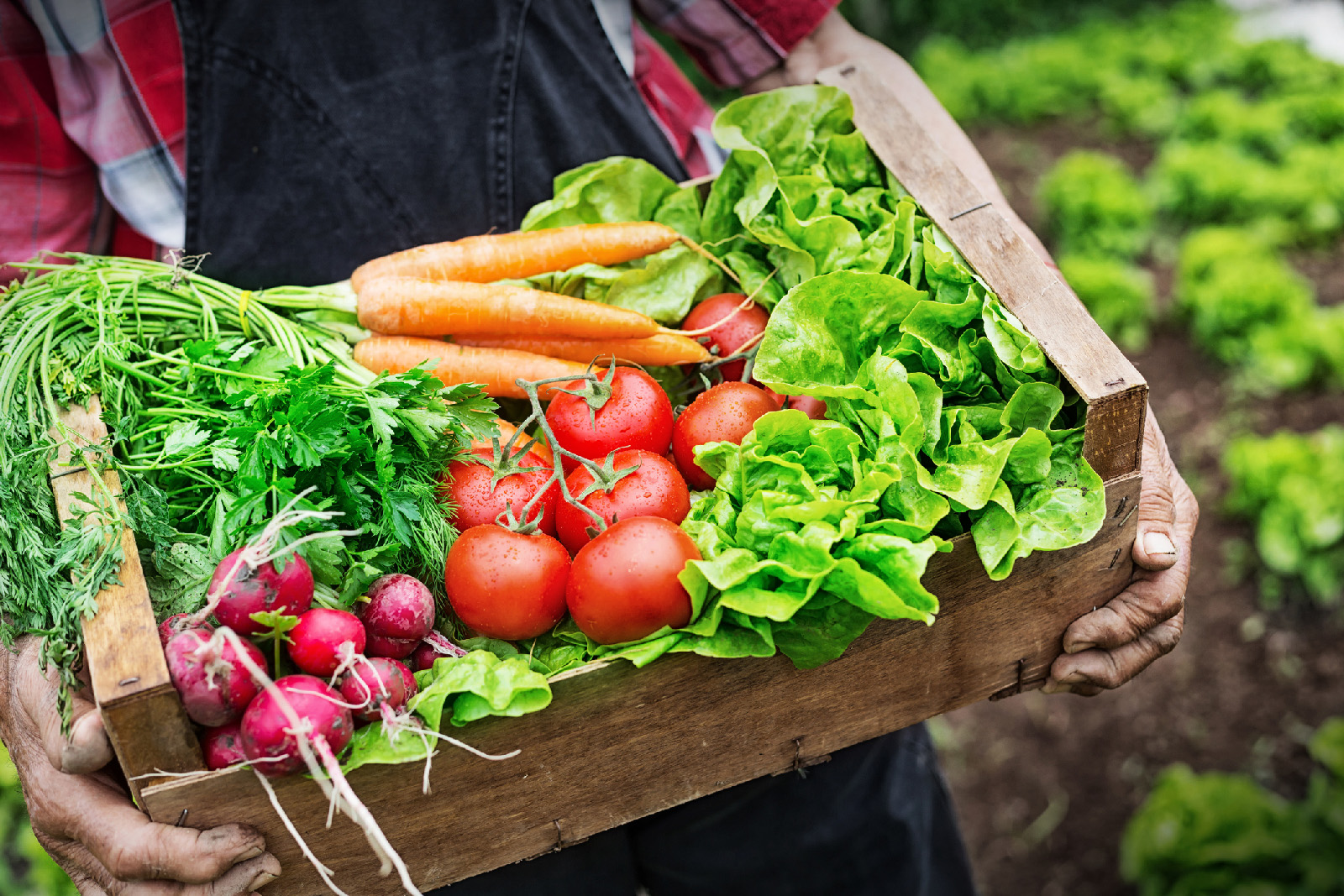 food sensors header
