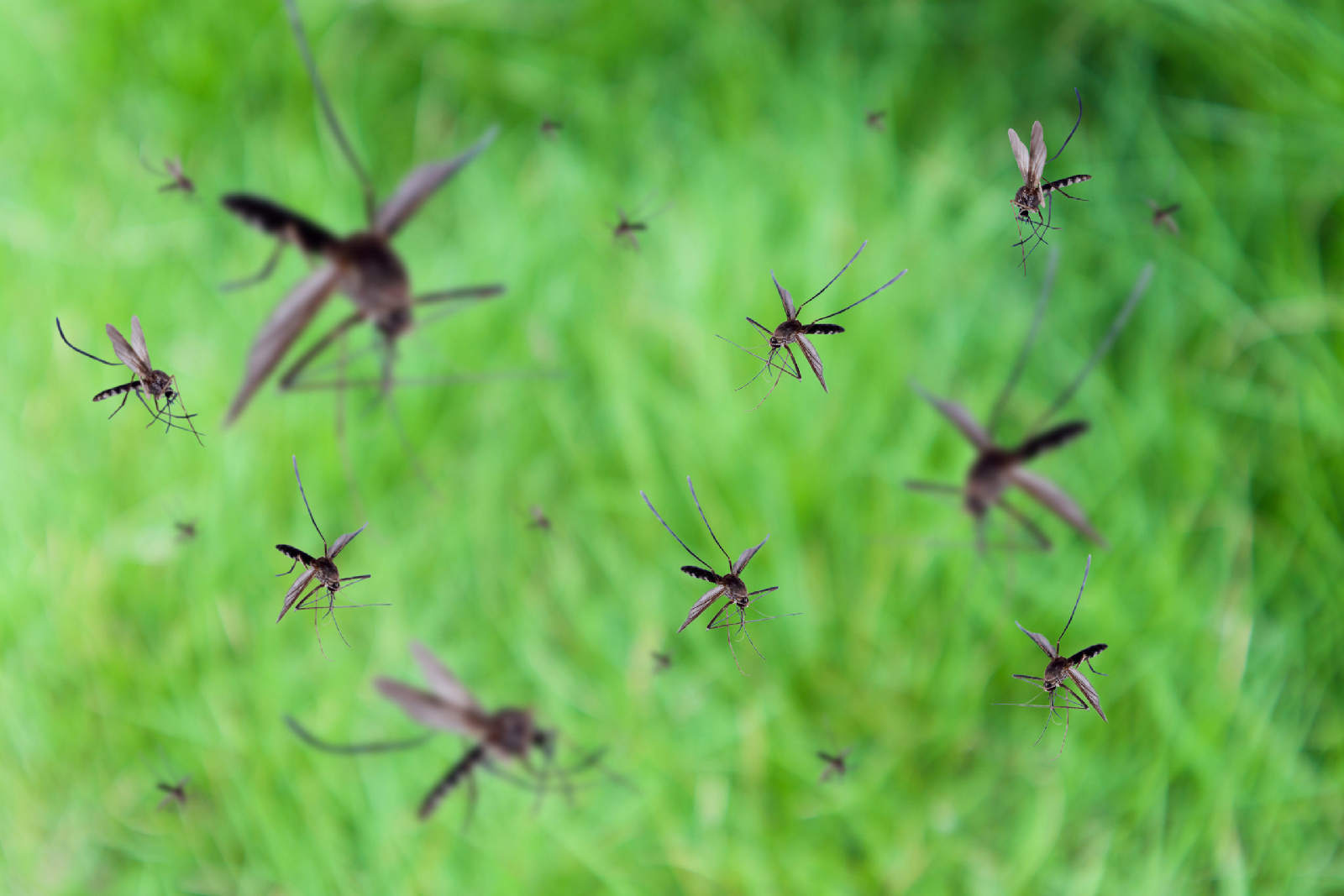 mosquito header