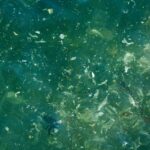 plastic floating in water at beach
