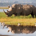 rhinoceros at lake shore in kenya