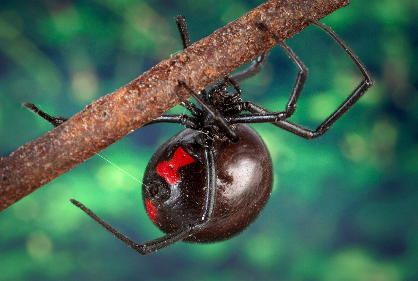spider app header