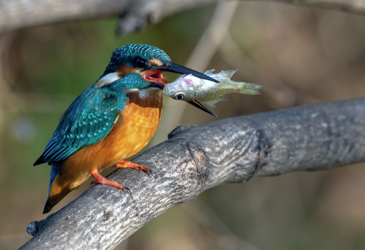 Common kingfisher in Japan December 2023 4915