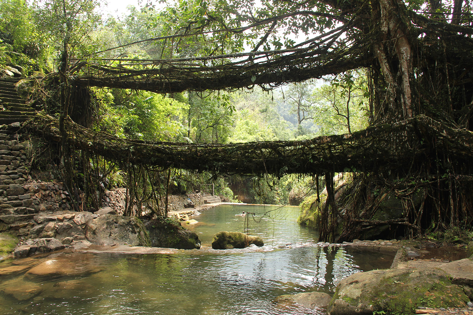 baubotanik header