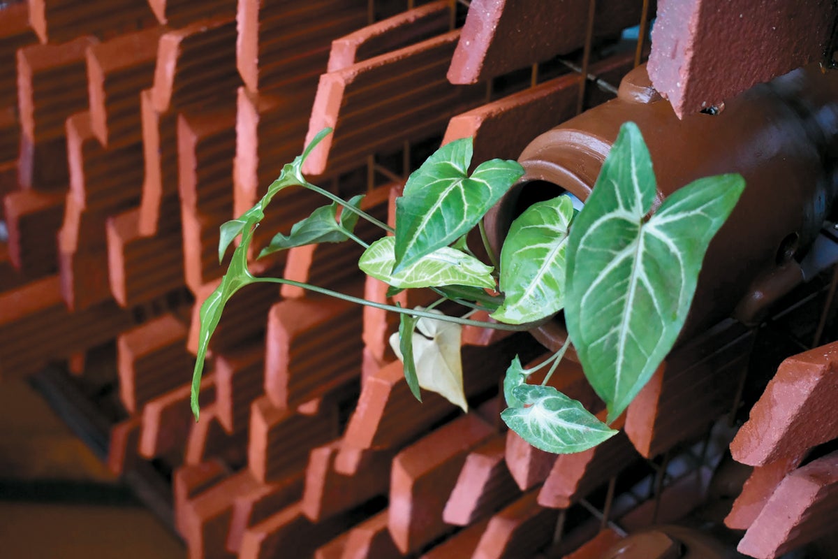 sa0925Adva Cooling terracotta