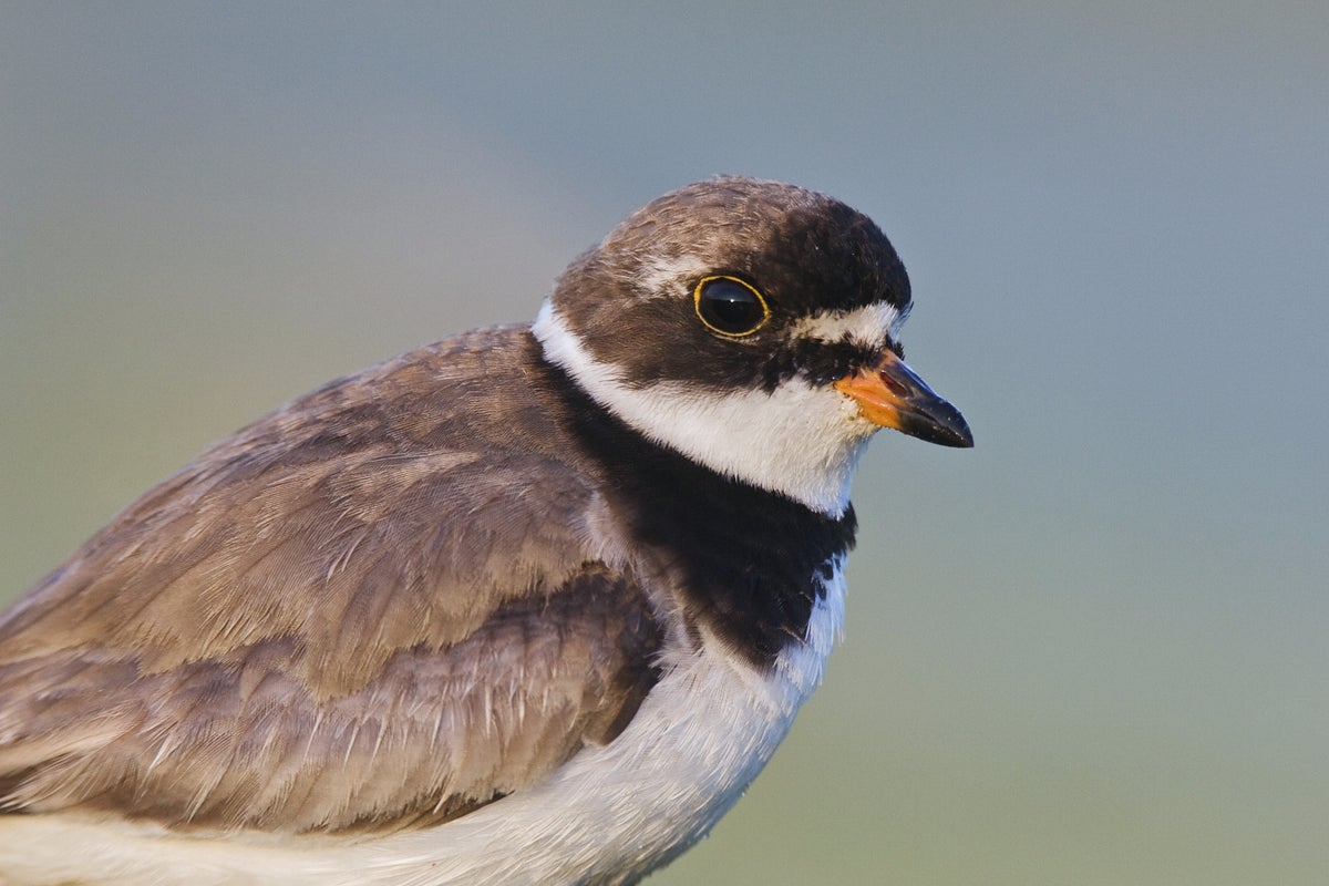 semipalmated plover