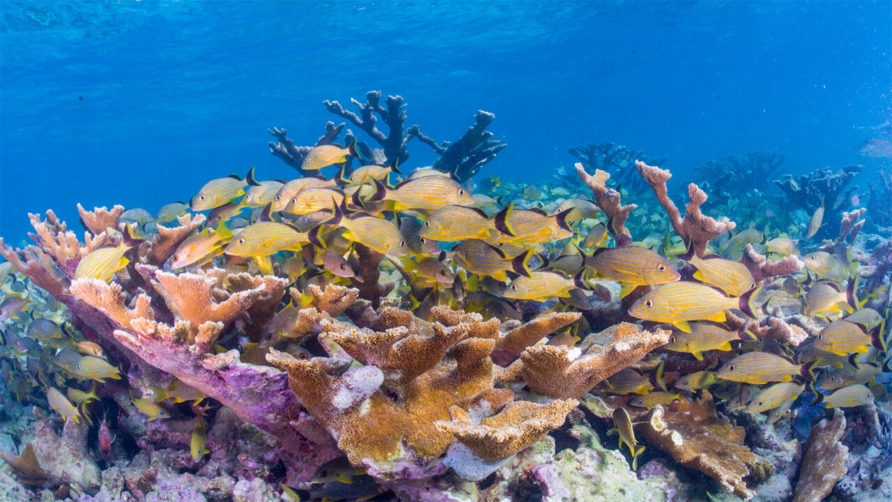 Food chains in Caribbean coral reefs are getting shorter