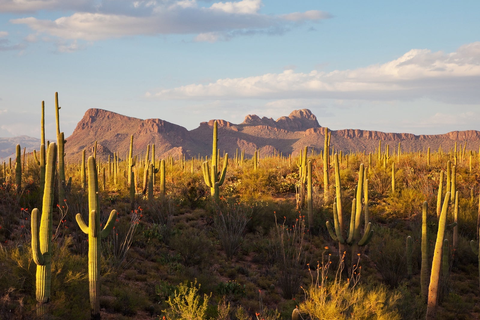 Saguaro Cacti in Saguaro National Park in Arizona KenCanning