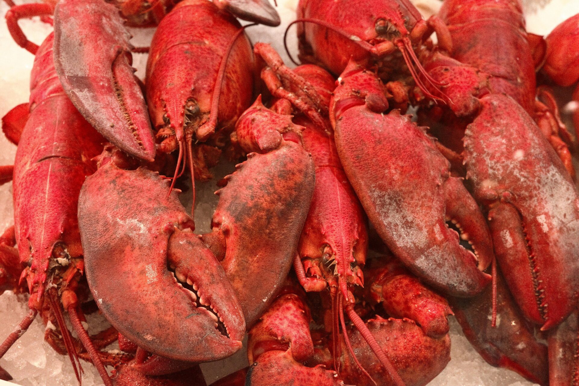 pexels cannontaler 30133181