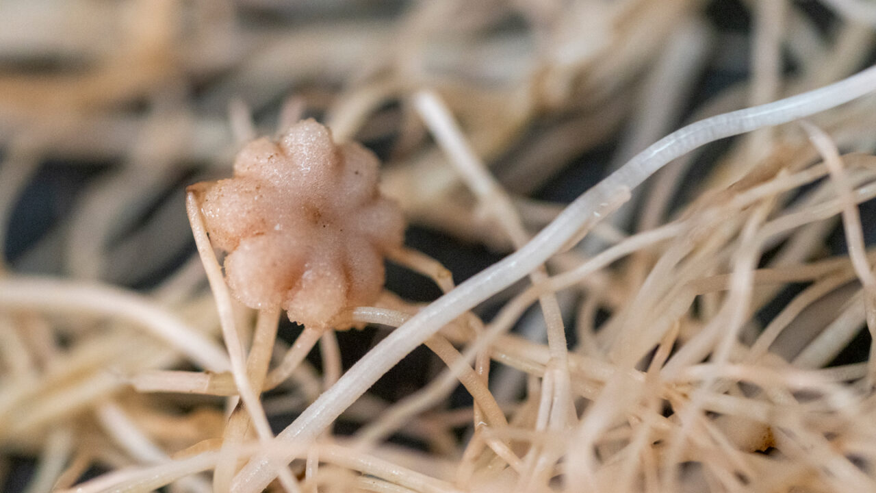 Chickpeas can grow in moon dirt and make seeds