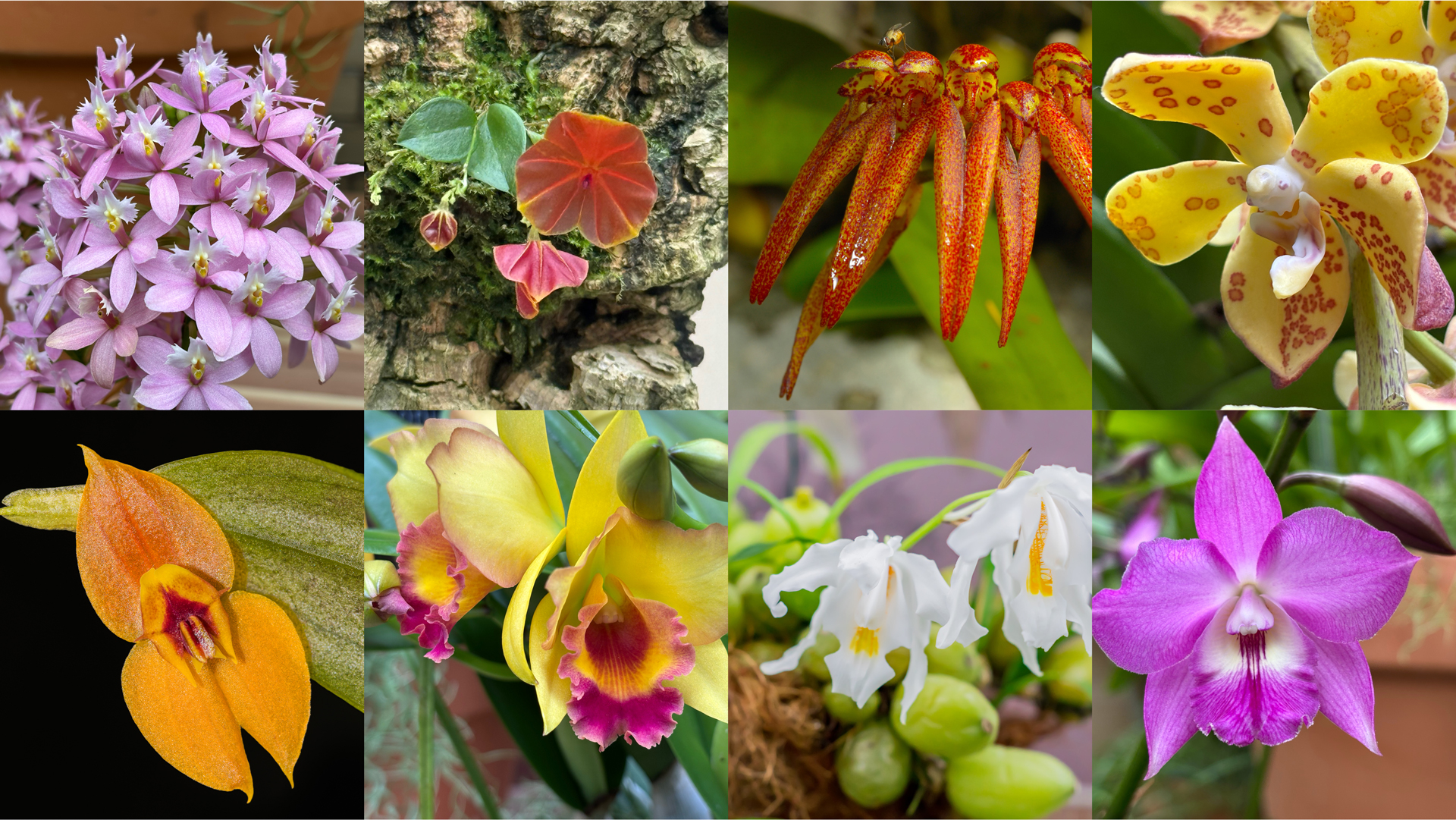 030626 orchids thumbnail