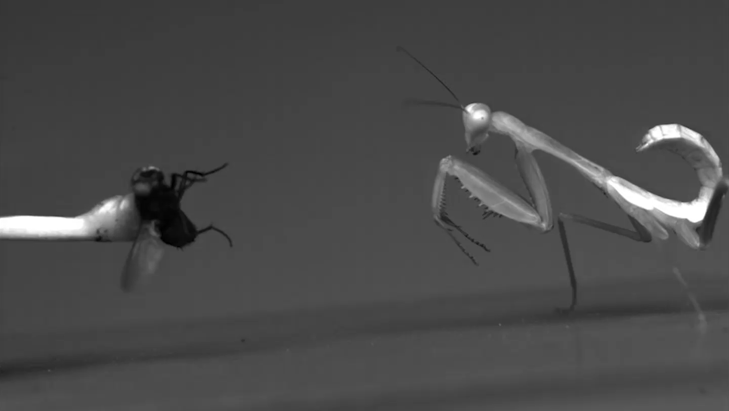 030926 SM mantis social