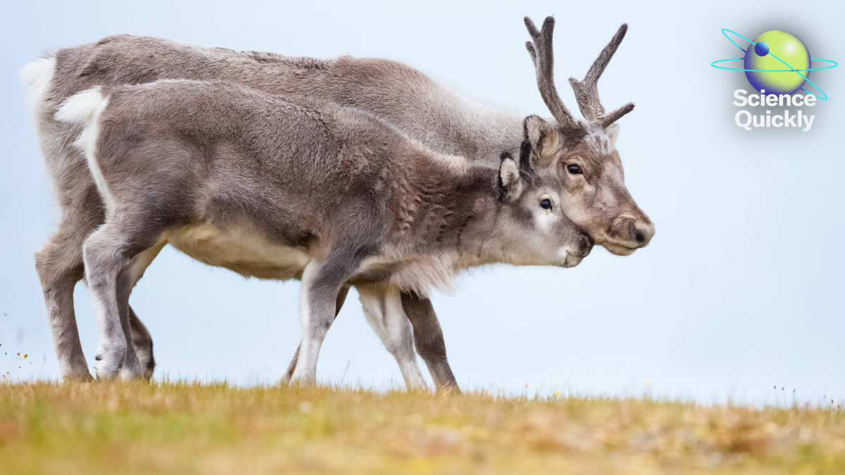 2603 SQ MON MARCH 02