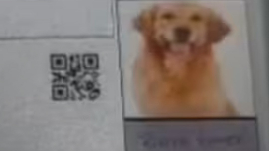 69b1a5dba192e dog photo on admit card 112646135