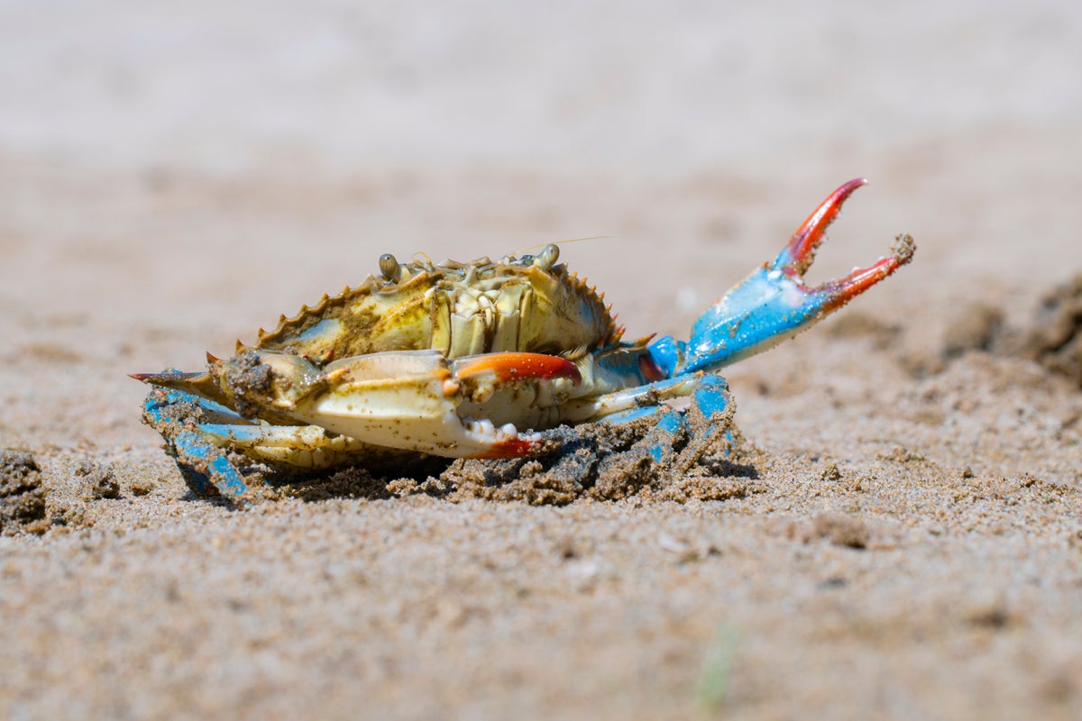 Blue Crab Callinectes sapidus Atlantic blue crab on the sand Gava Barcelona s beach stock photo