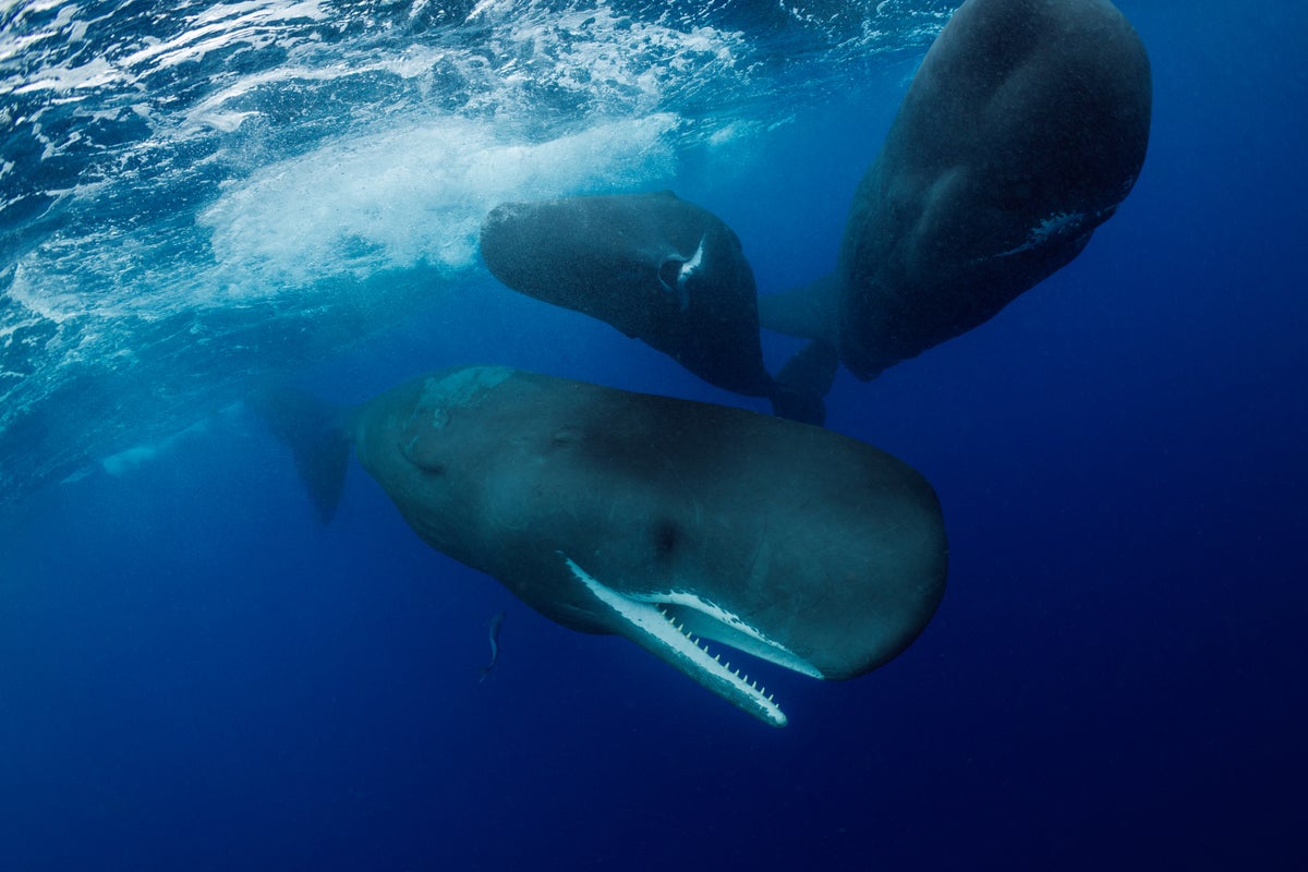 Sperm whales