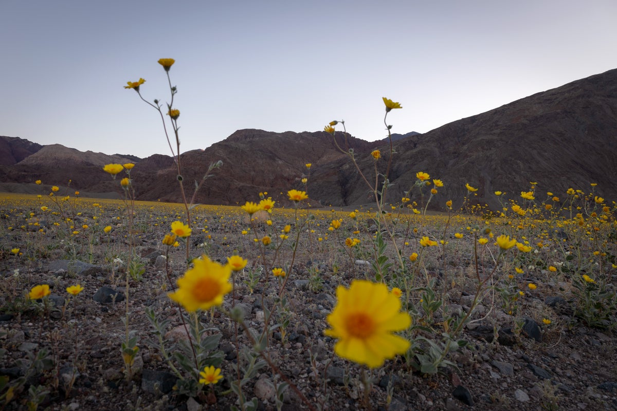 death valley flowers