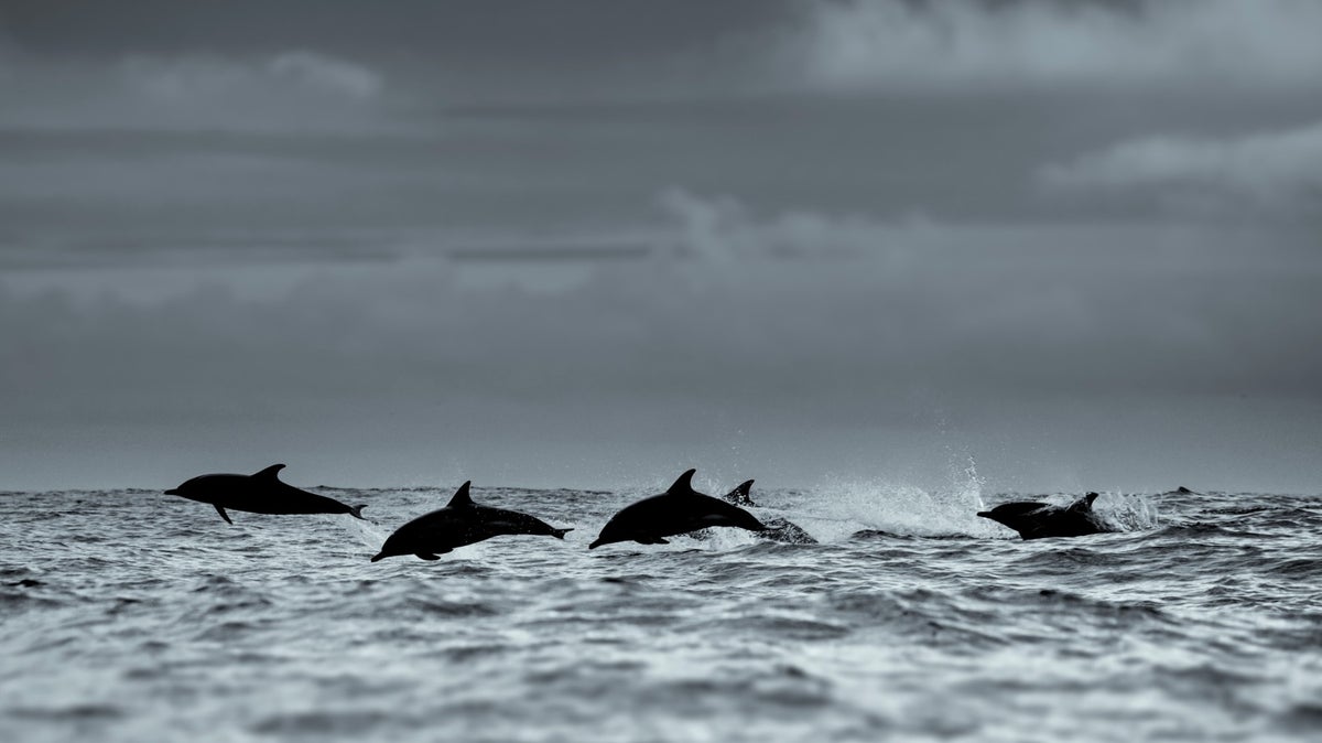dolphins