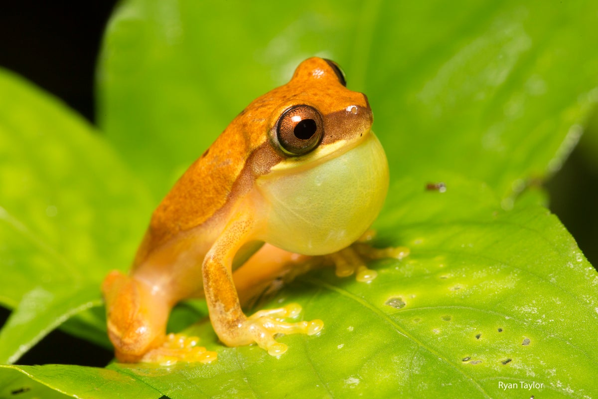 hourglass tree frog