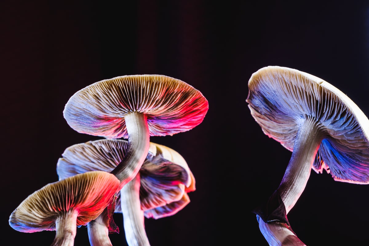 magic mushrooms