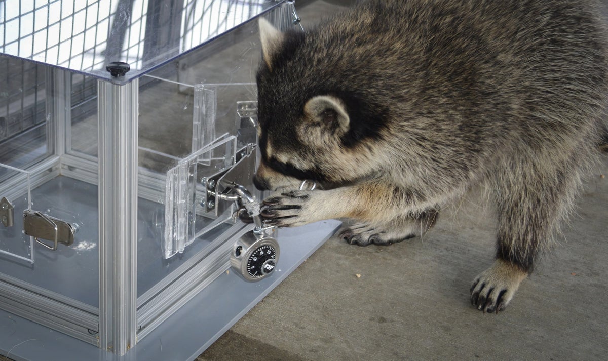 raccoon working lock