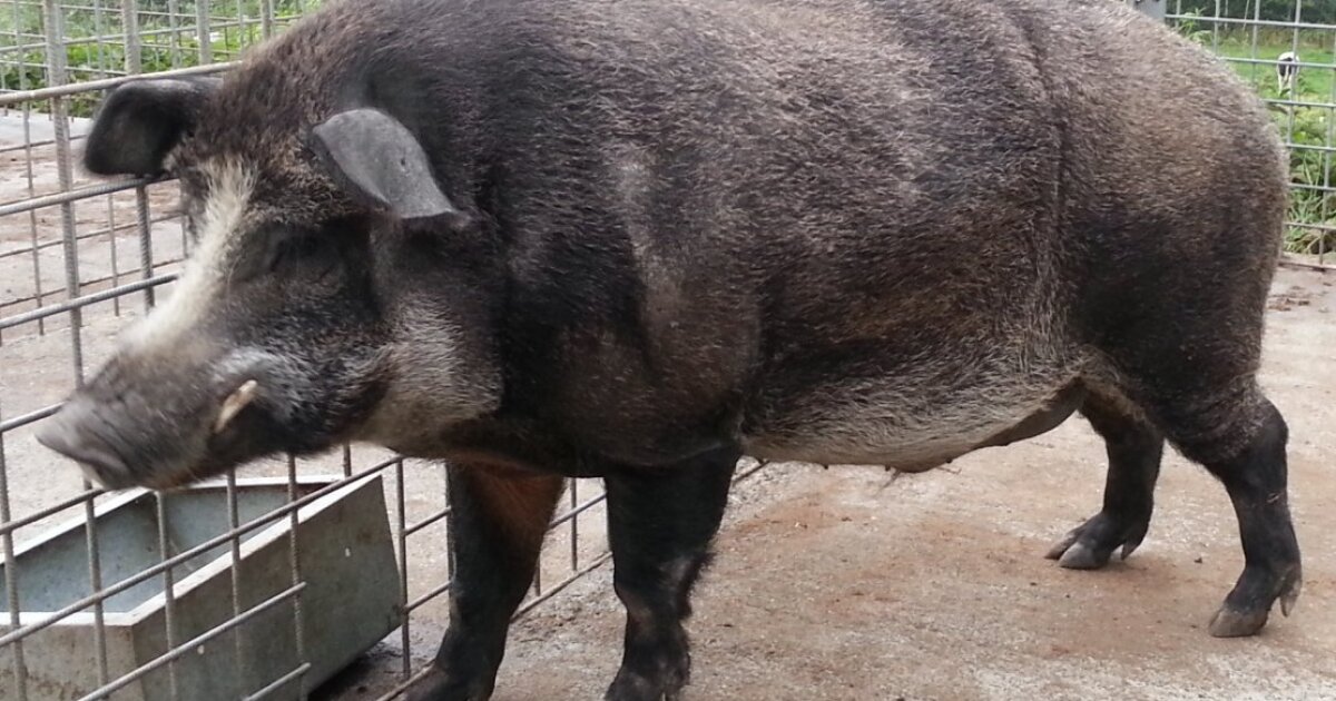 Fukushima pigs accelerate wild boar gene turnover