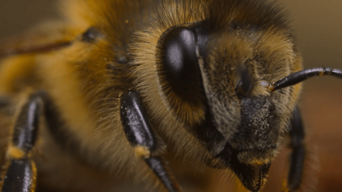 webimage Secrets of the Bees worker bee