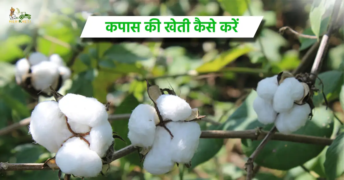 कपास की खेती में अपनाएं सही तरीका होगी बंपर पैदावार1.webp