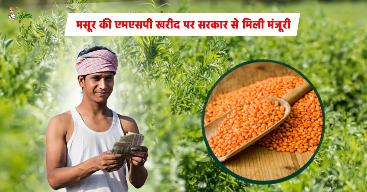 मसूर किसानों के लिए नई उम्मीद1.webp