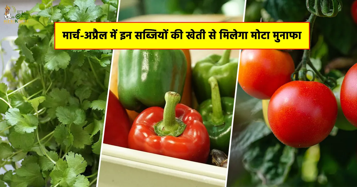 मार्च अप्रैल में इन सब्जियों की खेती से मिलेगा मोटा मुनाफा 1.webp
